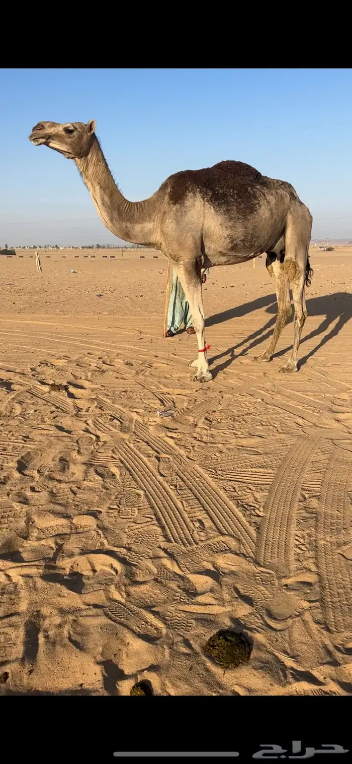ضروبه اركه كفوو 1