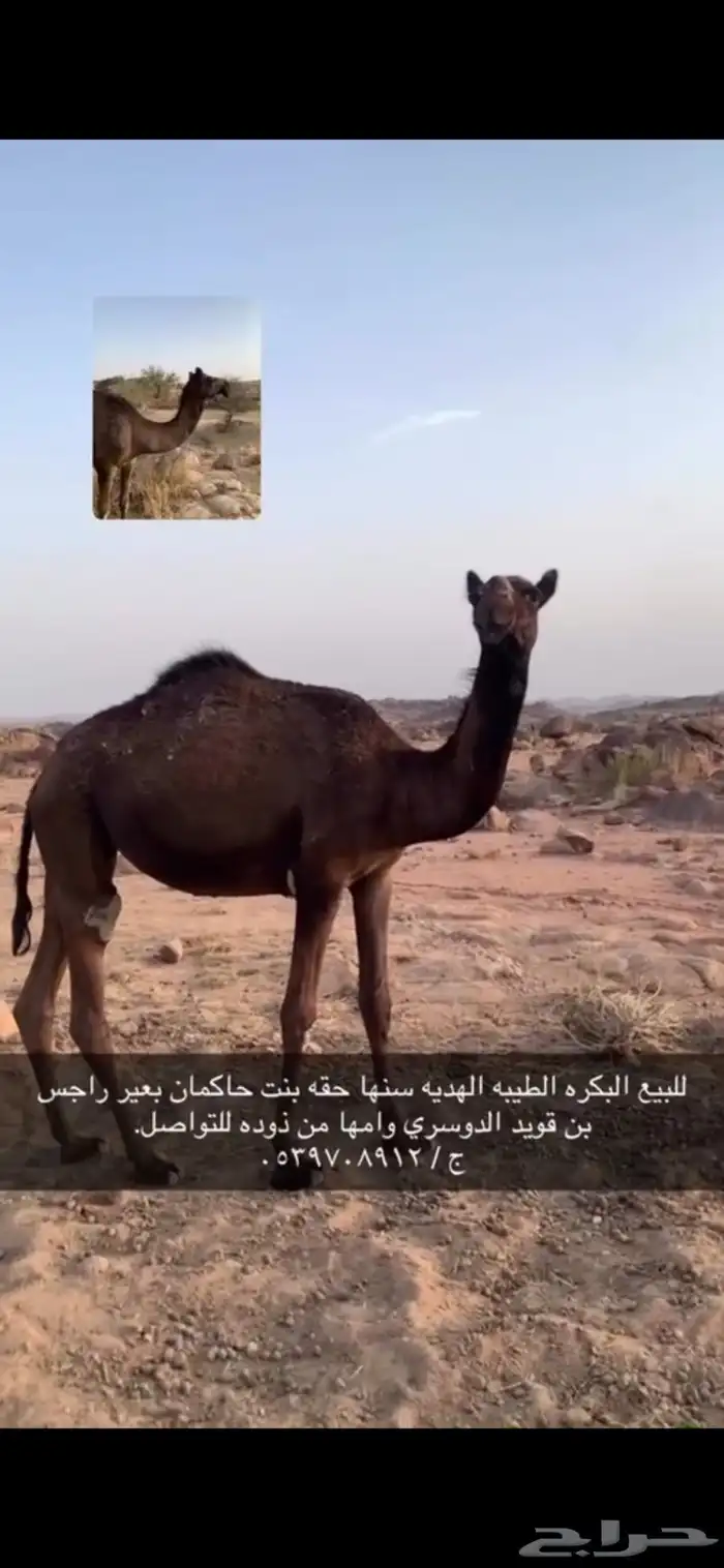 بكره مجهم للبيع 1