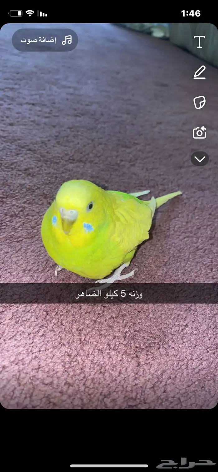 بادجي وجوز روز البينو وروز ازرق كلهم اليفين 3