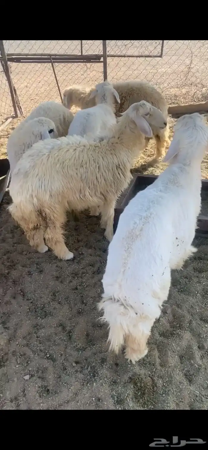 بهم حري نظيف 0
