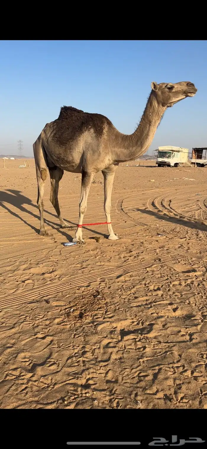 ضروبه اركه كفوو 3