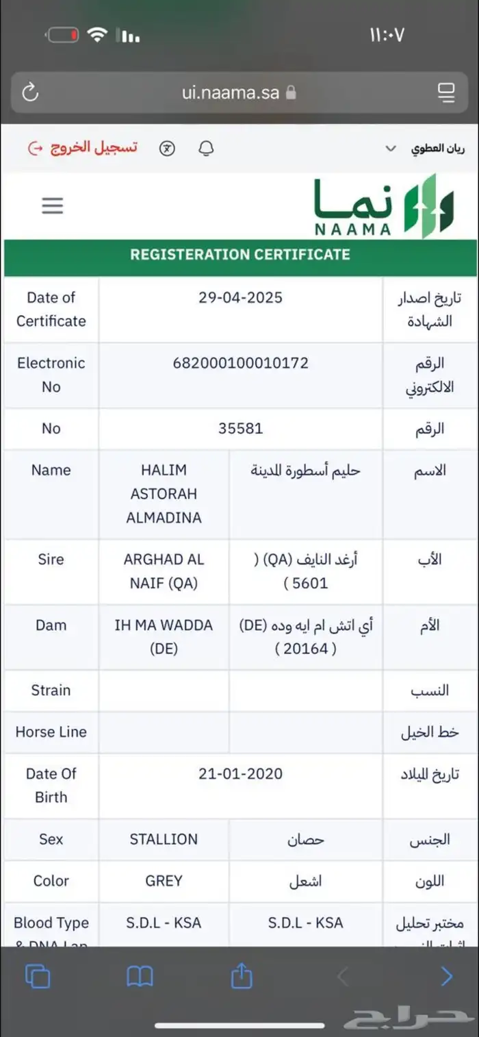 حصان 3