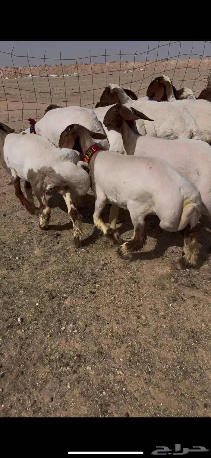 جذعات نعيم مضاريع العدد 11 راس 2