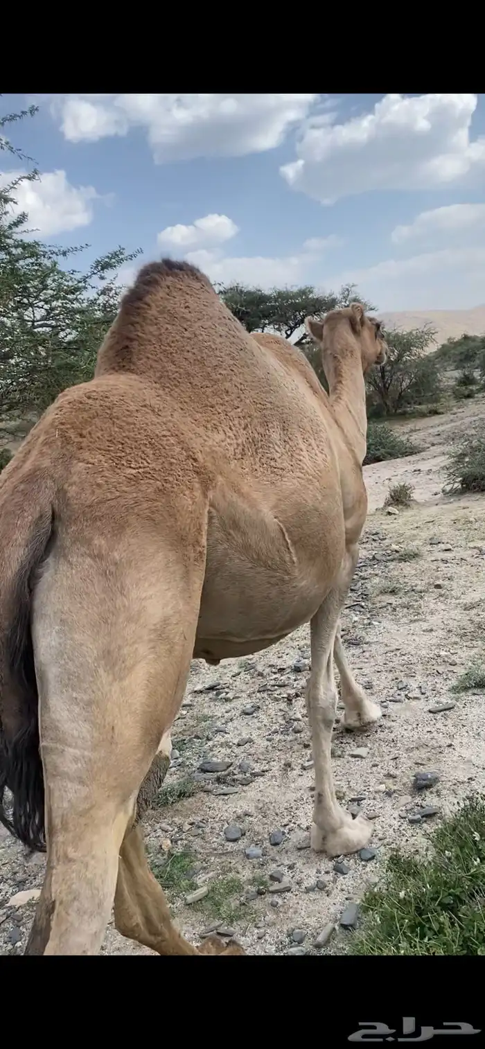 ناقه حمرا لقحه كفو 3