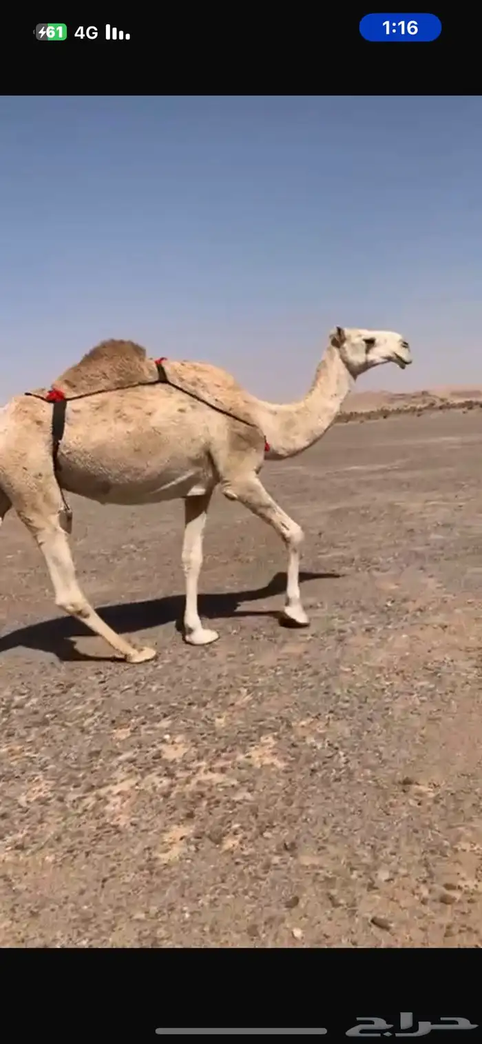 عشراء كفو منتج 1
