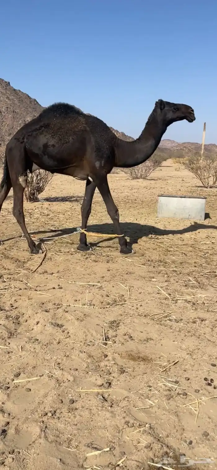 قعود للبيع 0