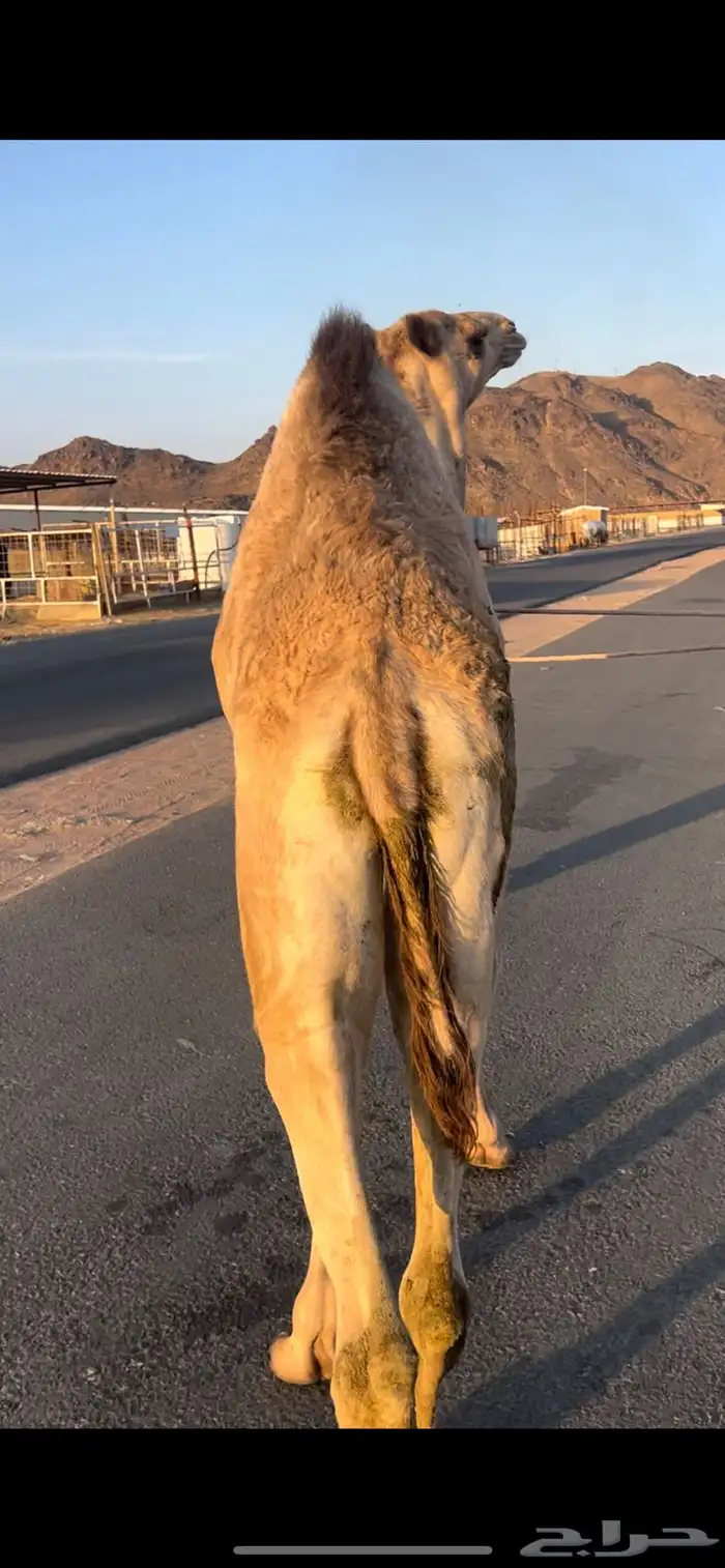 قعود بلدي للبيع 0