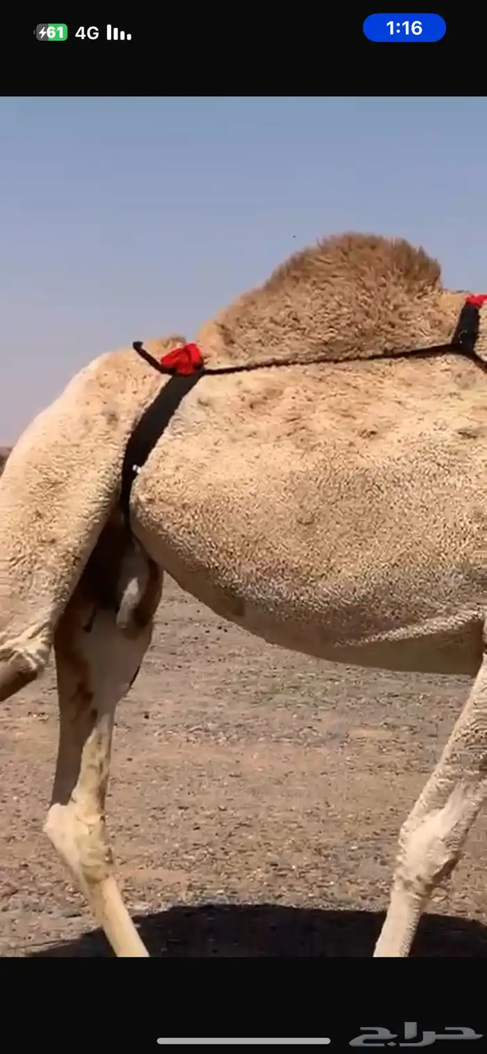 عشراء كفو منتج 7
