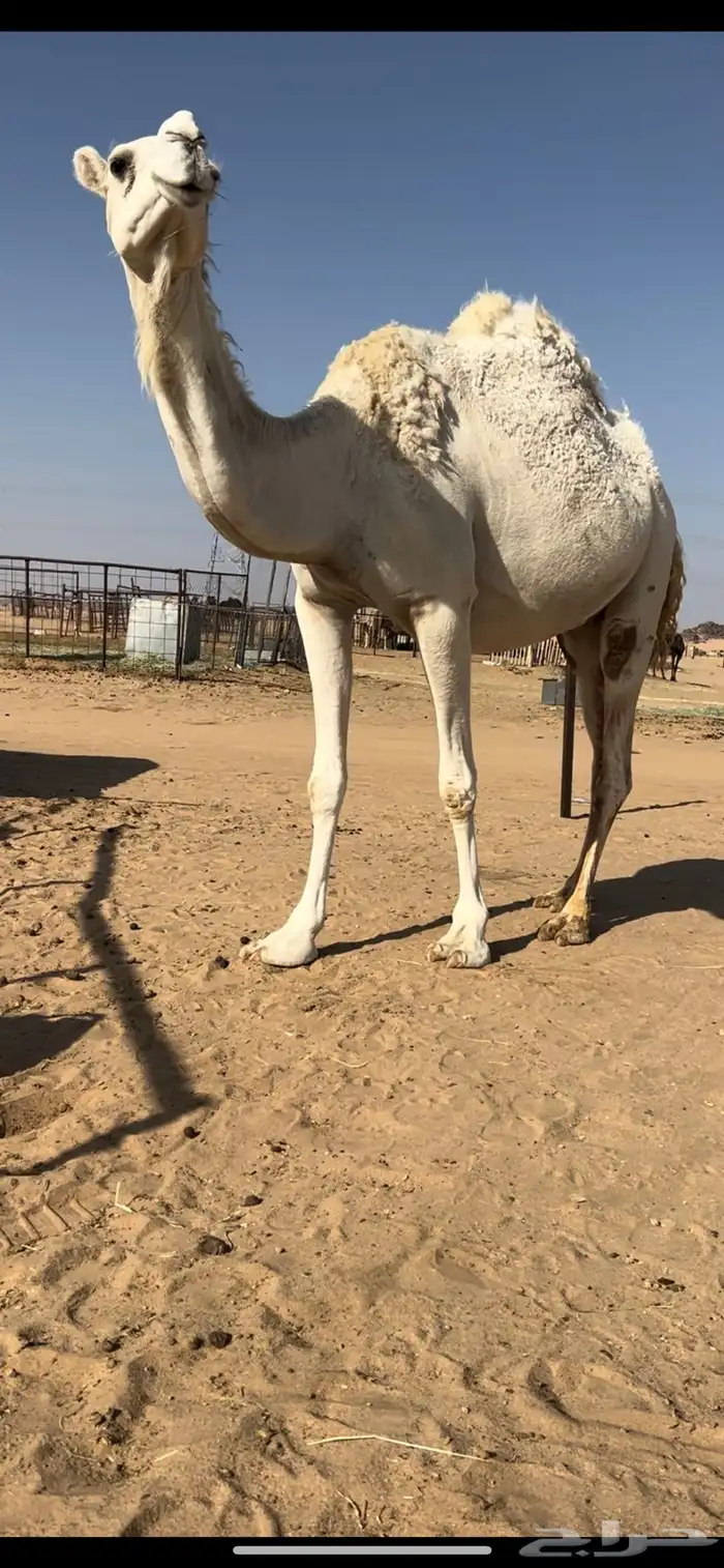 لقحه ثنو كفو 0