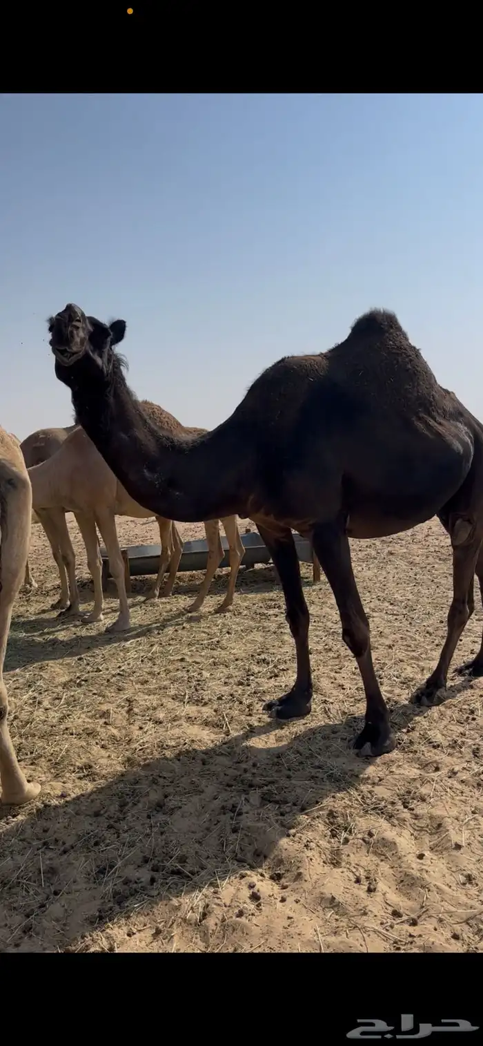 للبيع متلي منتج 0