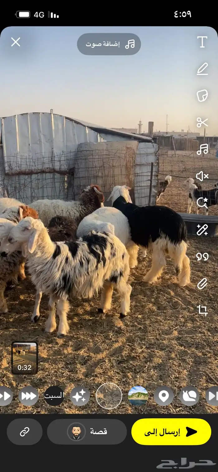 طليان للبيع 7