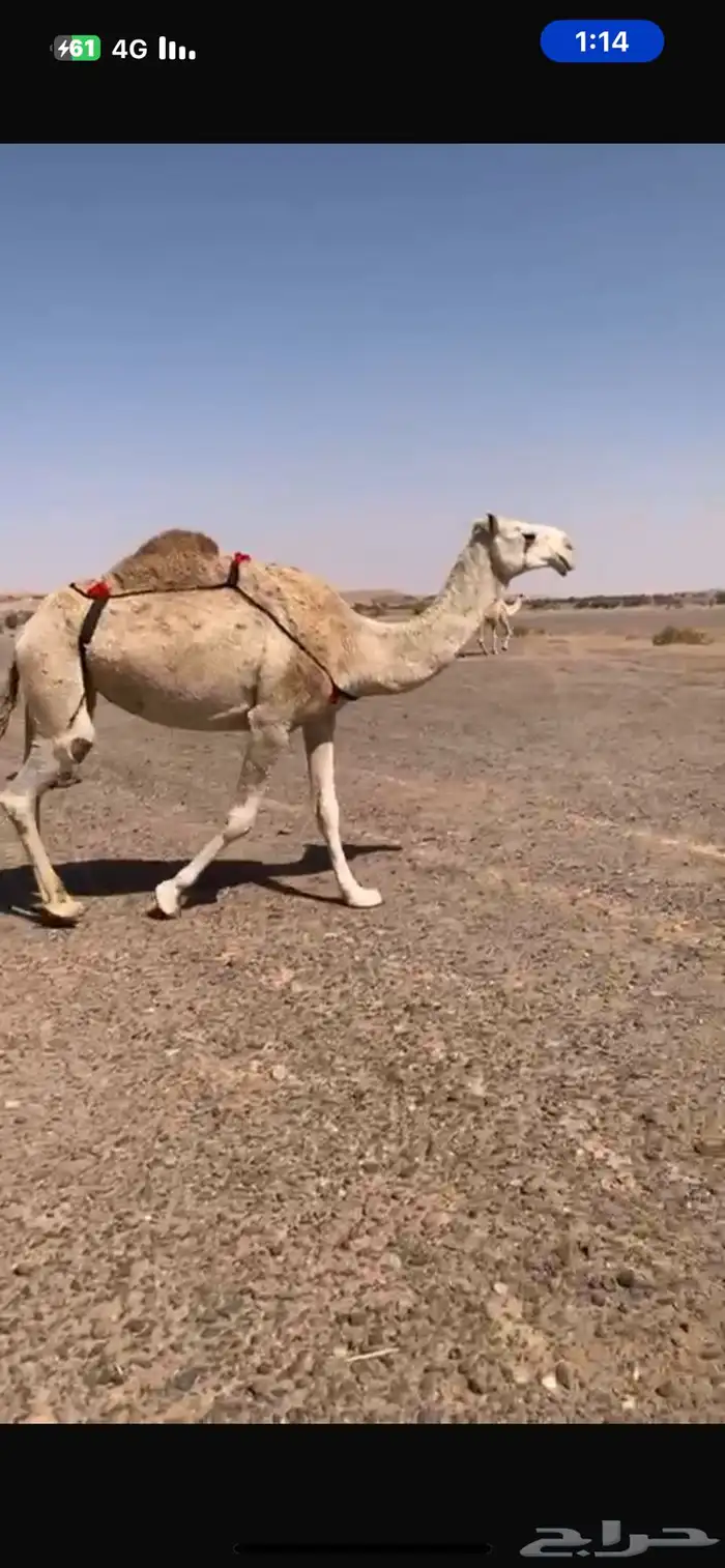 عشراء كفو منتج 0