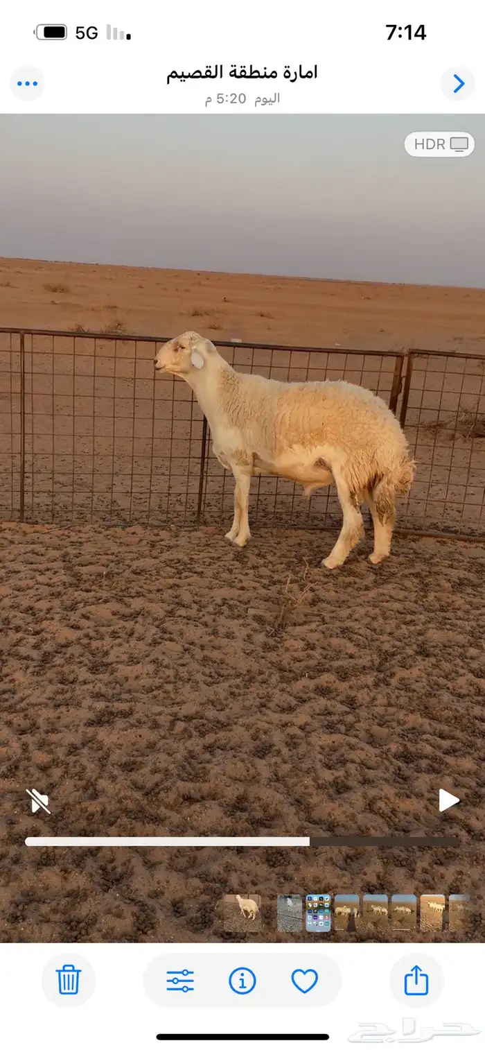 فحل حري صنف فاخر 0