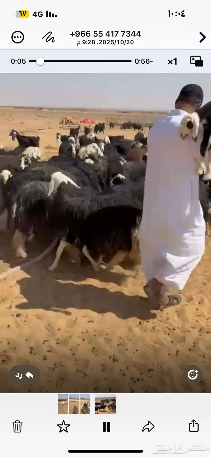 للبيع ضان معزا الضان عددها 190 مولده منها 30 تحتها 40 2