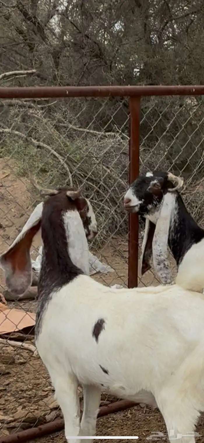 للبيع أربع من الماعز المطور 2