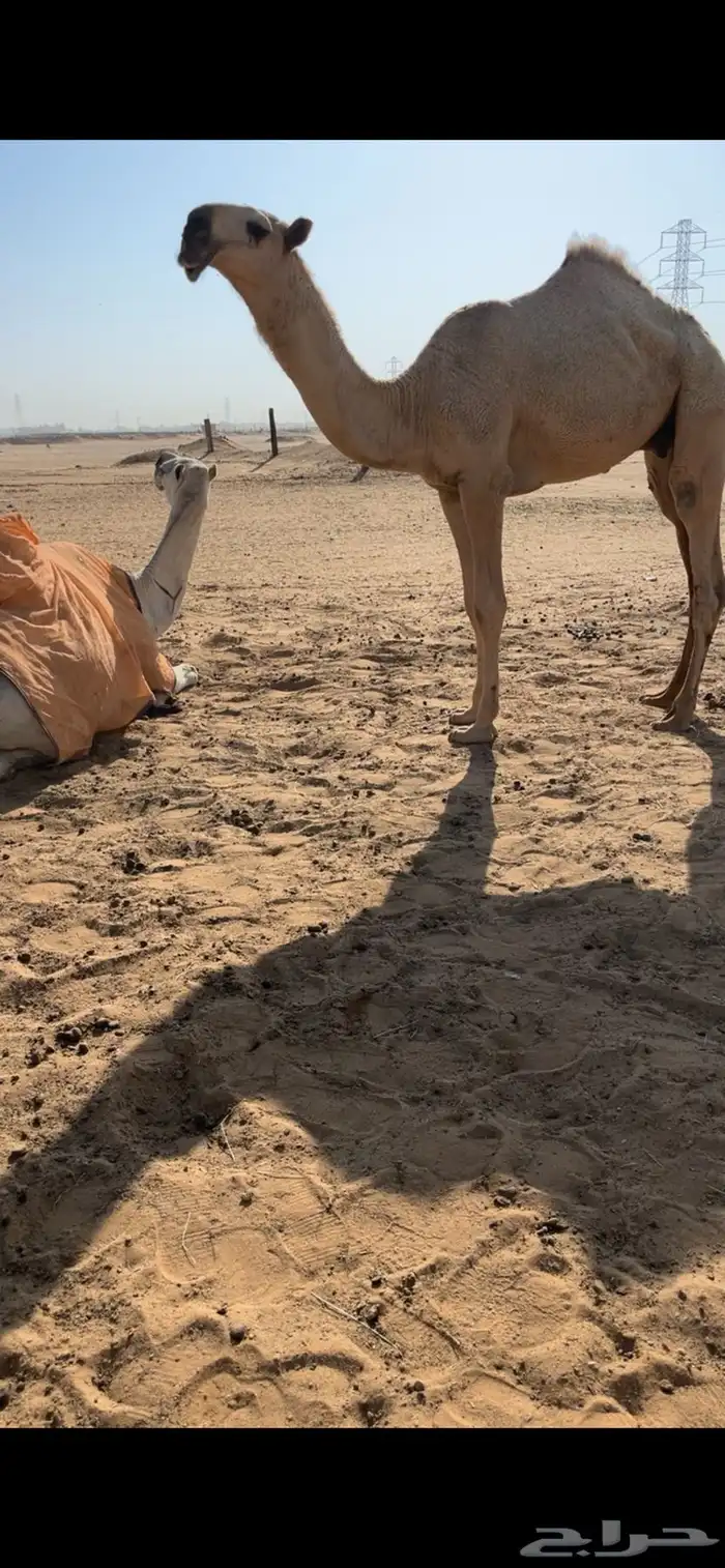 قعود كفو 0