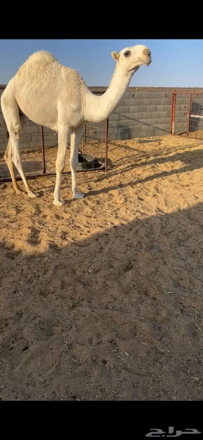 سلام عليكم اما بعد نقدم لكم عرض. قعدان كفو من اطيب السلالات 4