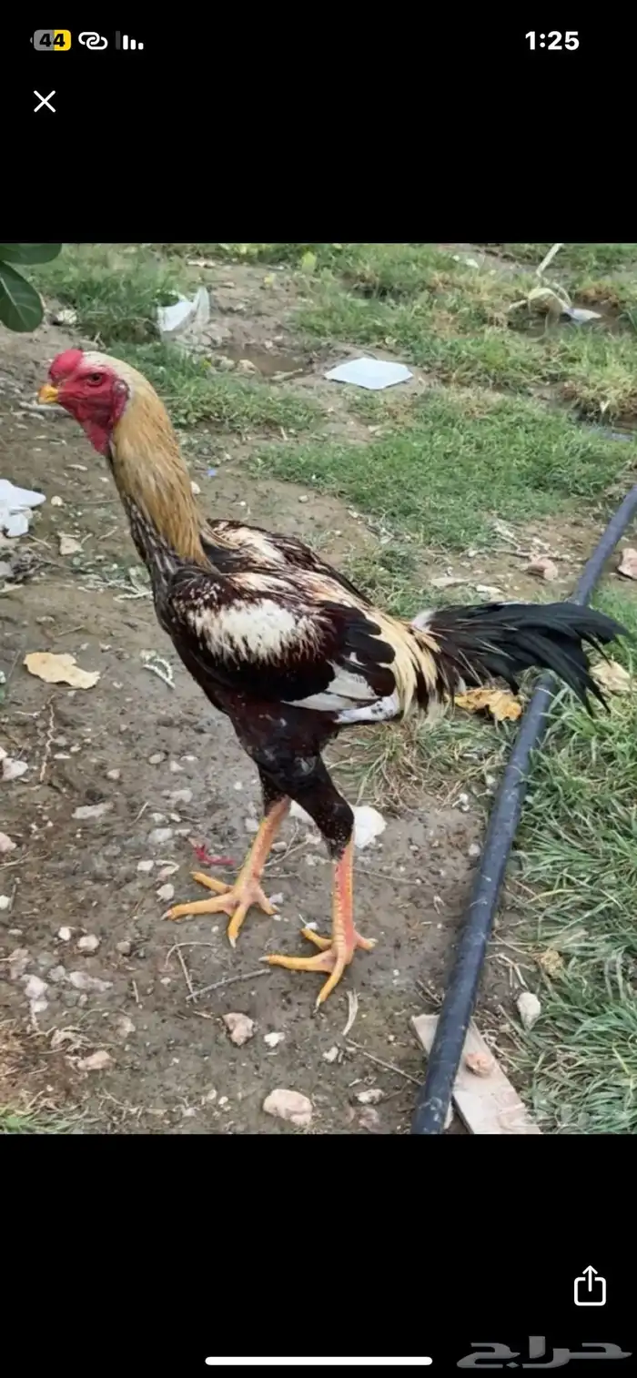 ديك باكستاني 0