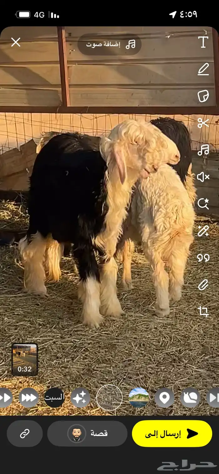 طليان للبيع 9