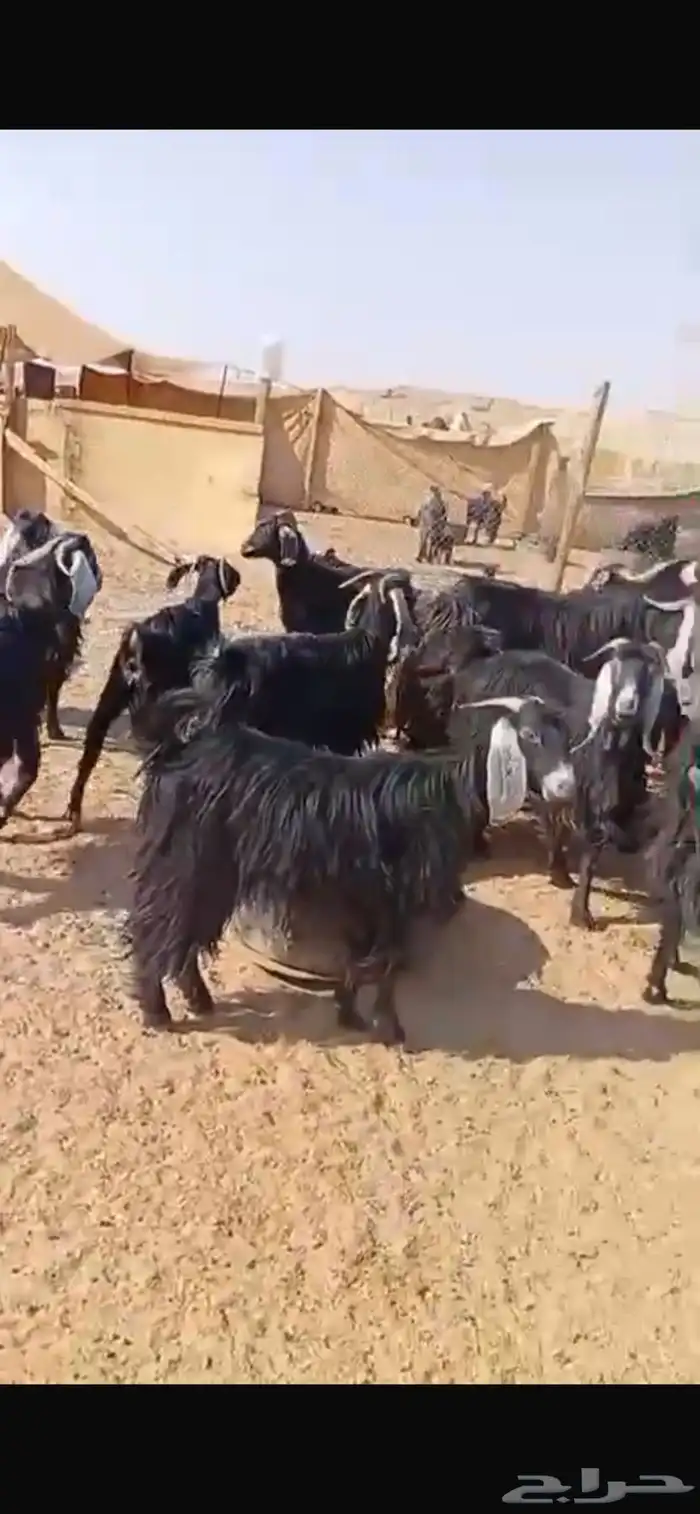 معزا للبيع 3