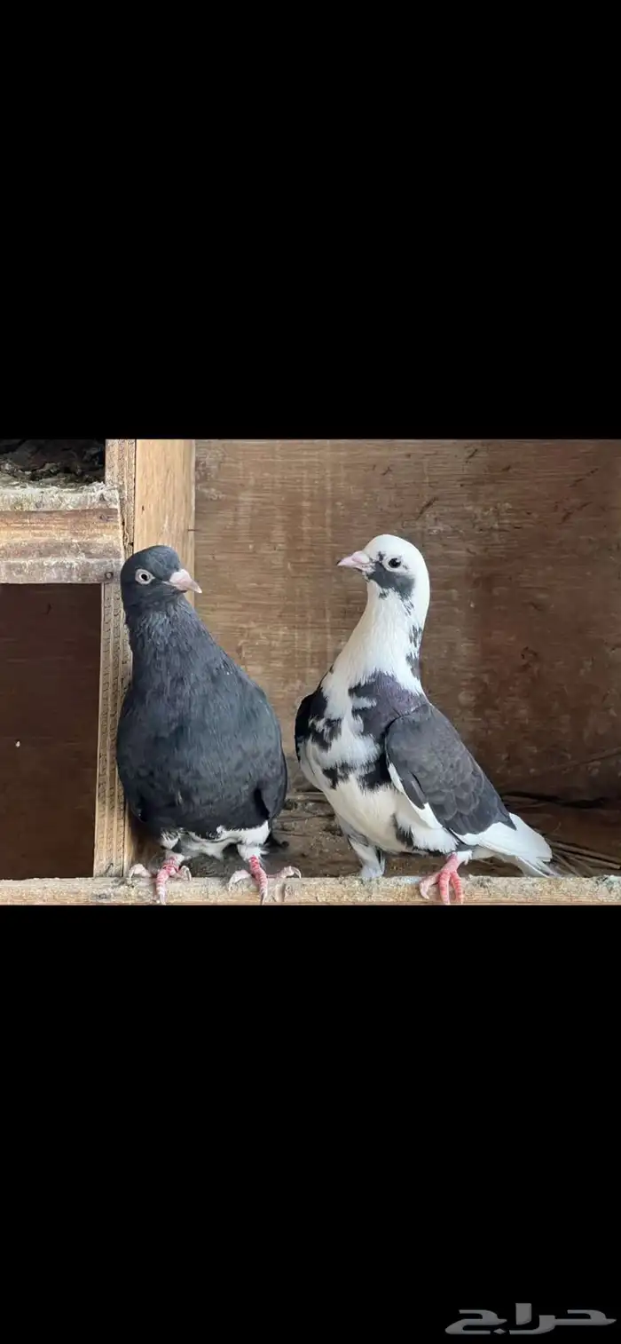 جوز قلابي 0