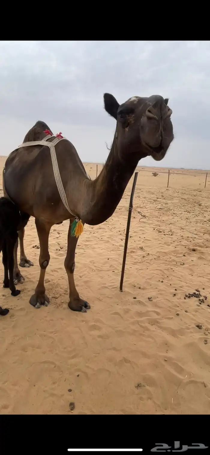 خلفه ثنو طيبه جدا 1