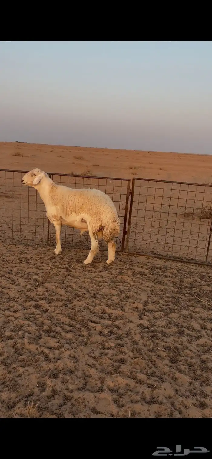 فحل حري صنف فاخر 1