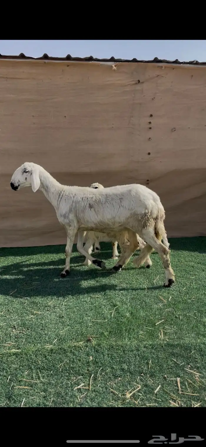 شاه ساكنيه ثنيه متاوم 1