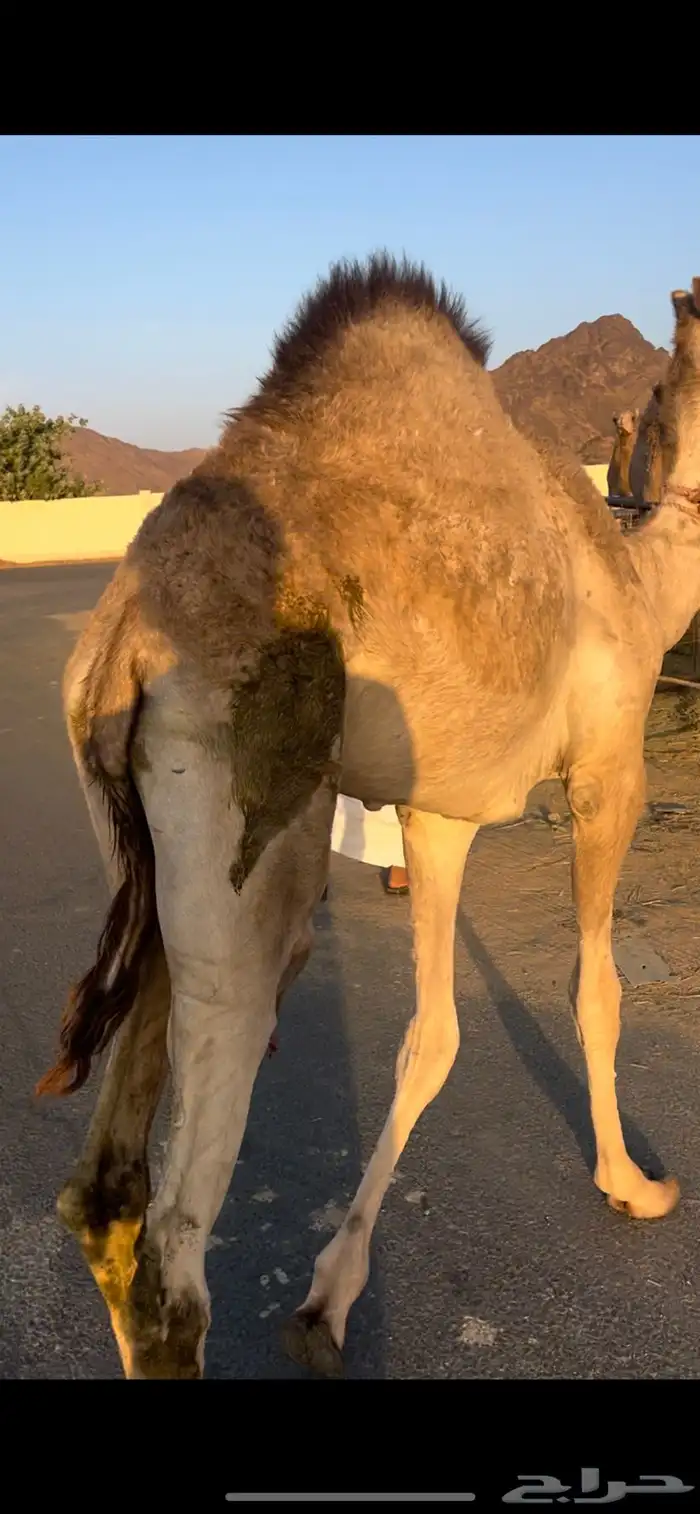 قعود بلدي للبيع 1