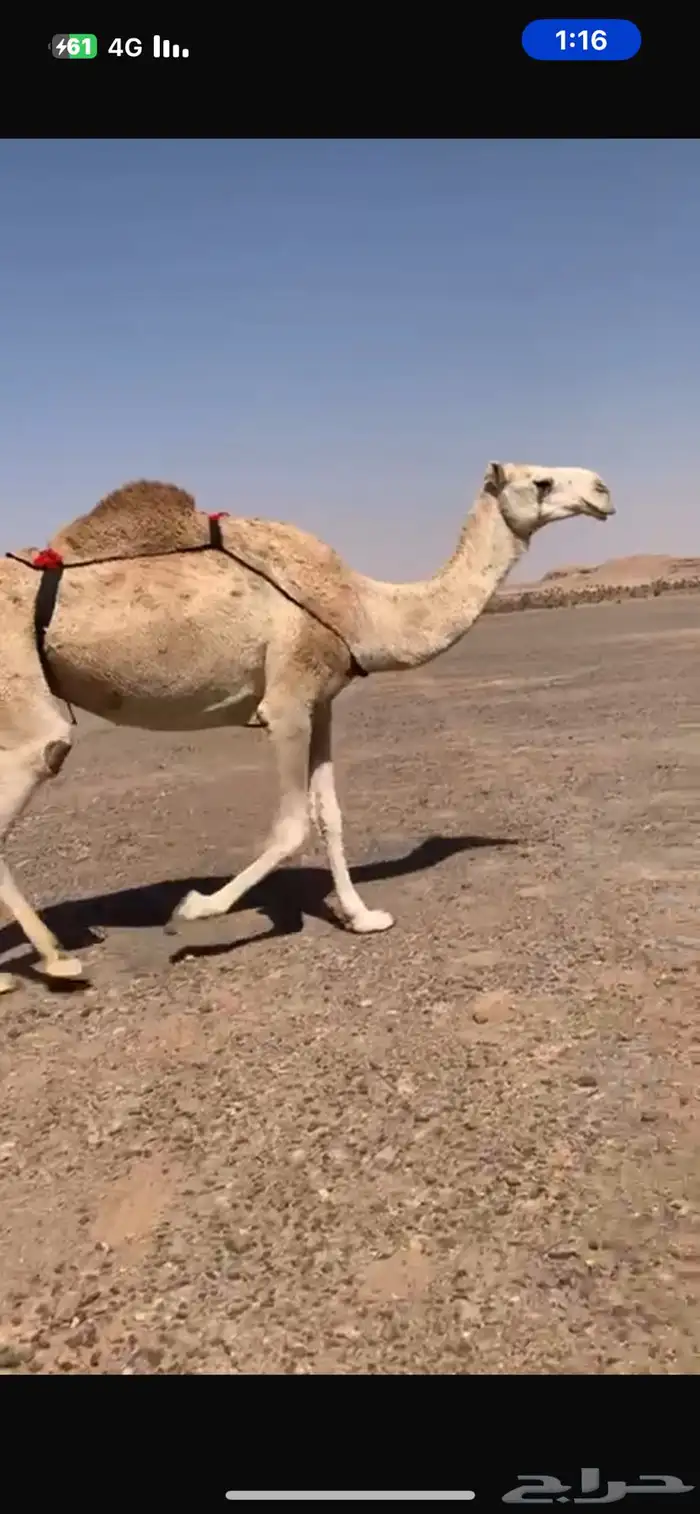 عشراء كفو منتج 5