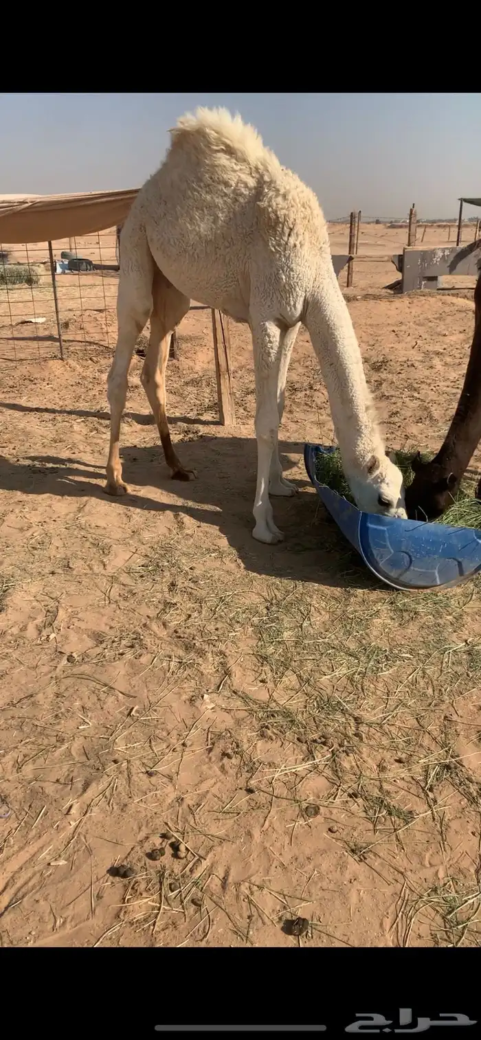 قعود ست شهور الخرج 3