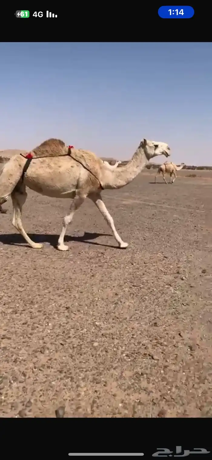 عشراء كفو منتج 2