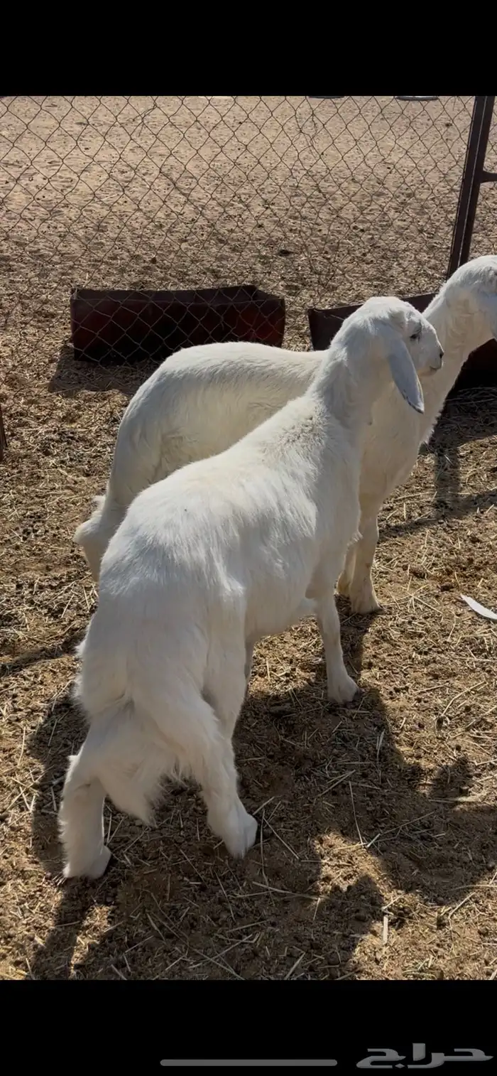 خرفان 5شهور 1