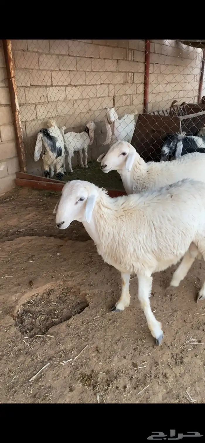 خرفان طيبه 1