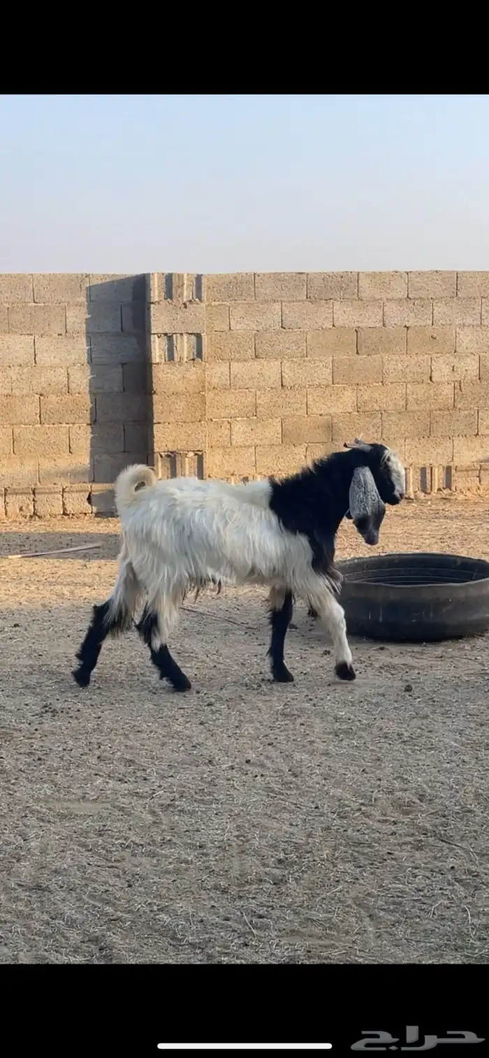 تيس هولندي فحل 0