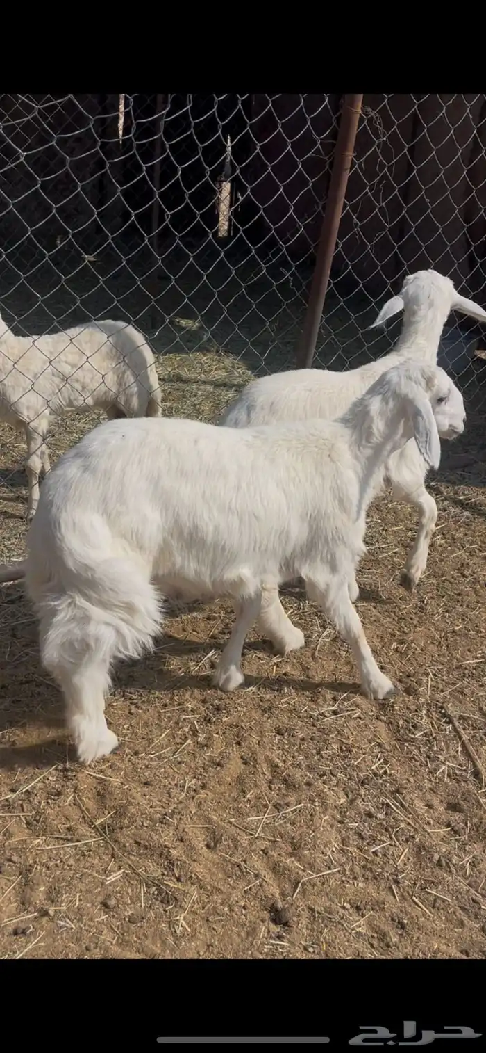 خرفان 5شهور 0