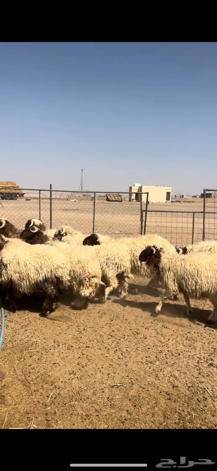 خرفان نعيم طيبه 4
