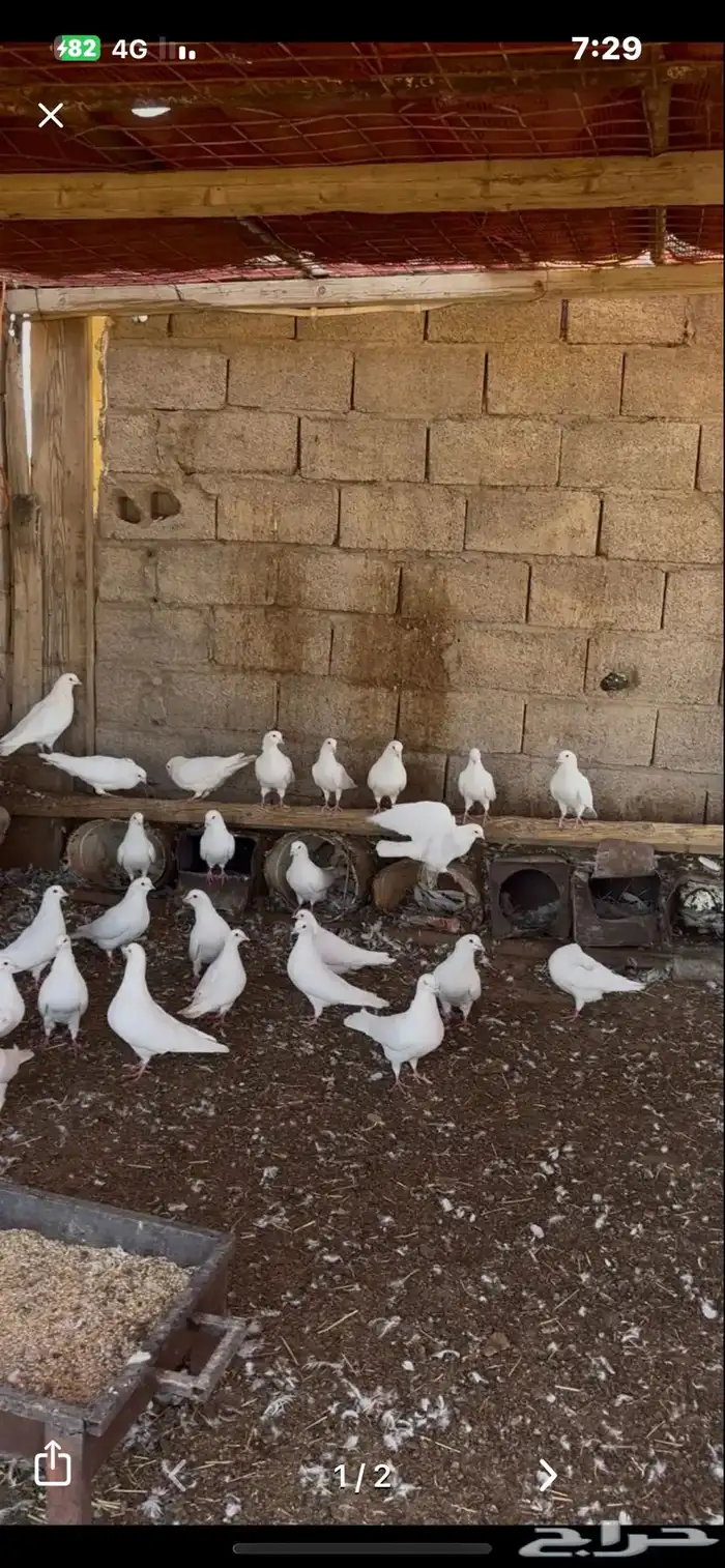 حمام 0