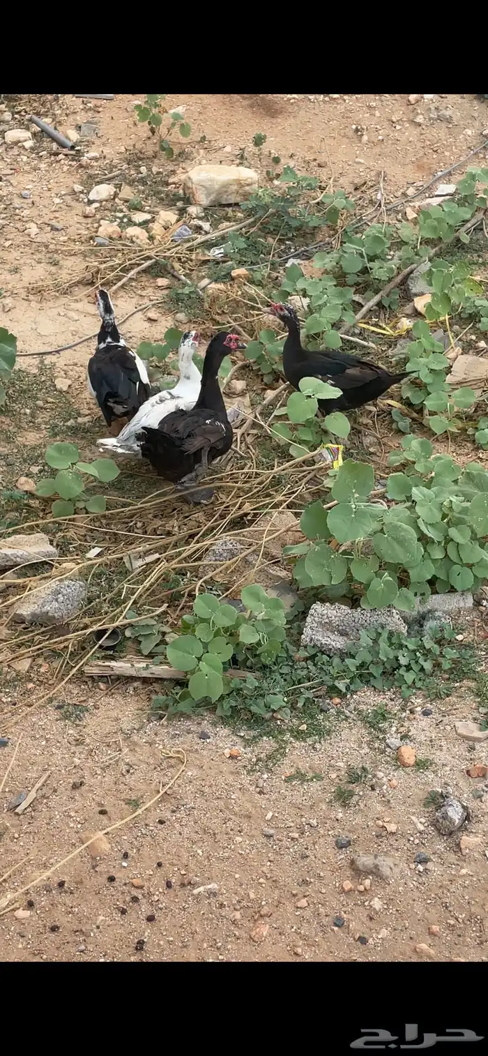 بط بلدي 2