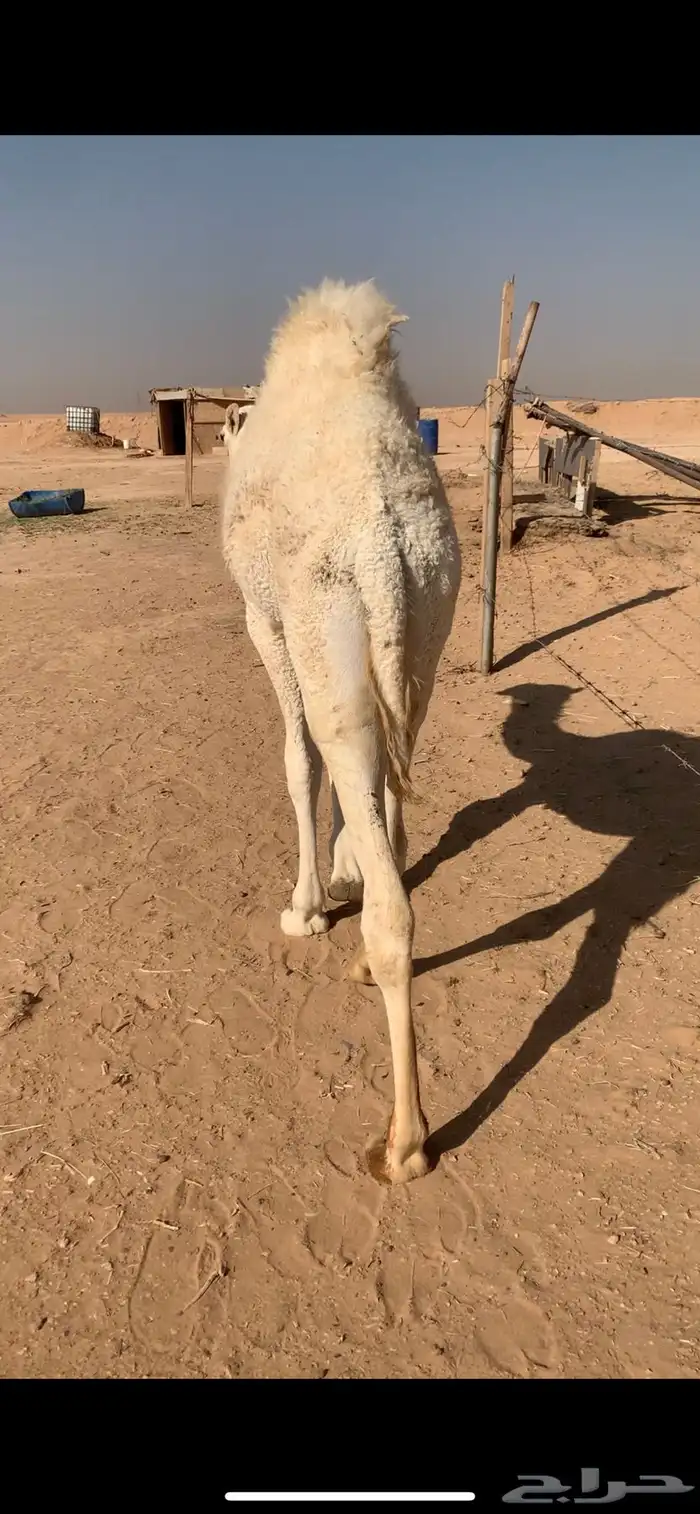 قعود ست شهور الخرج 1