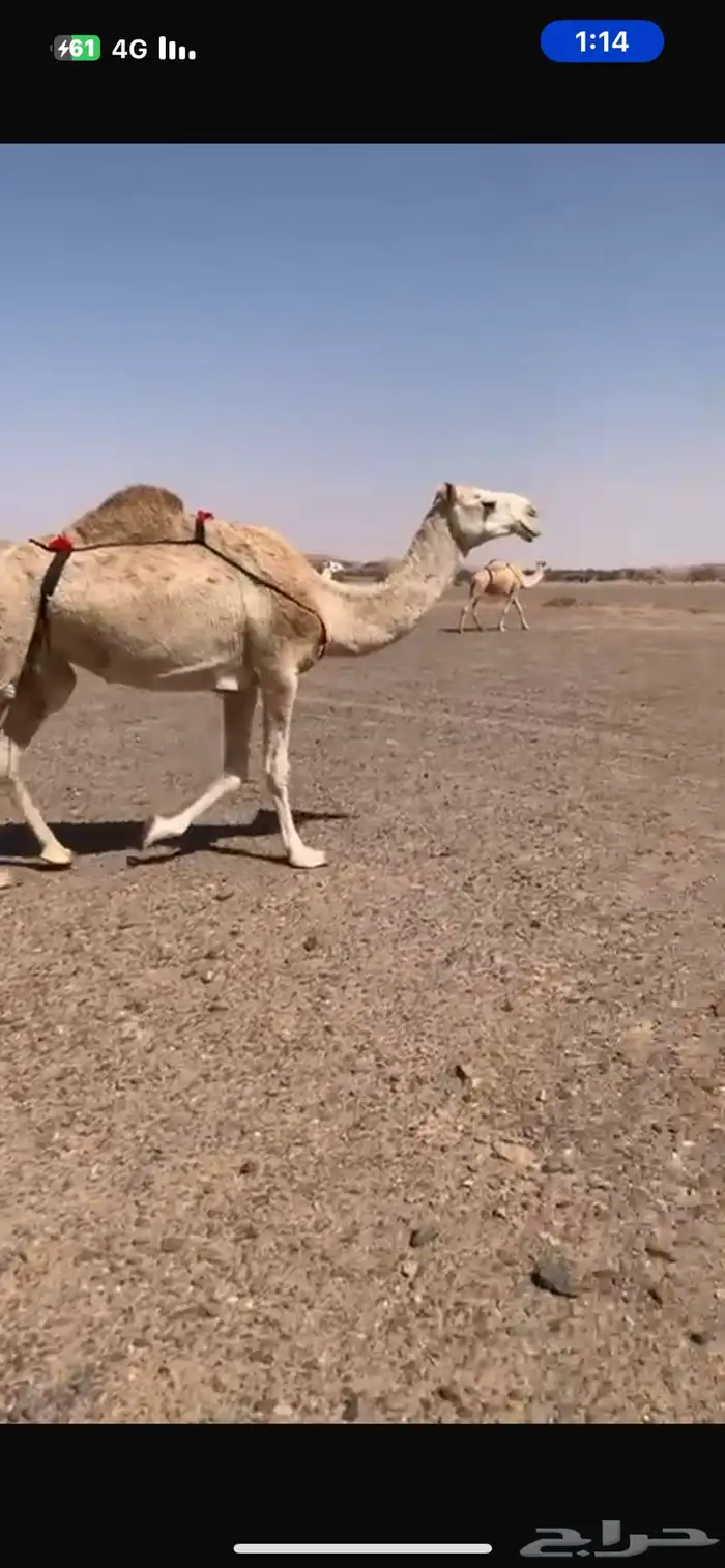 عشراء كفو منتج 4