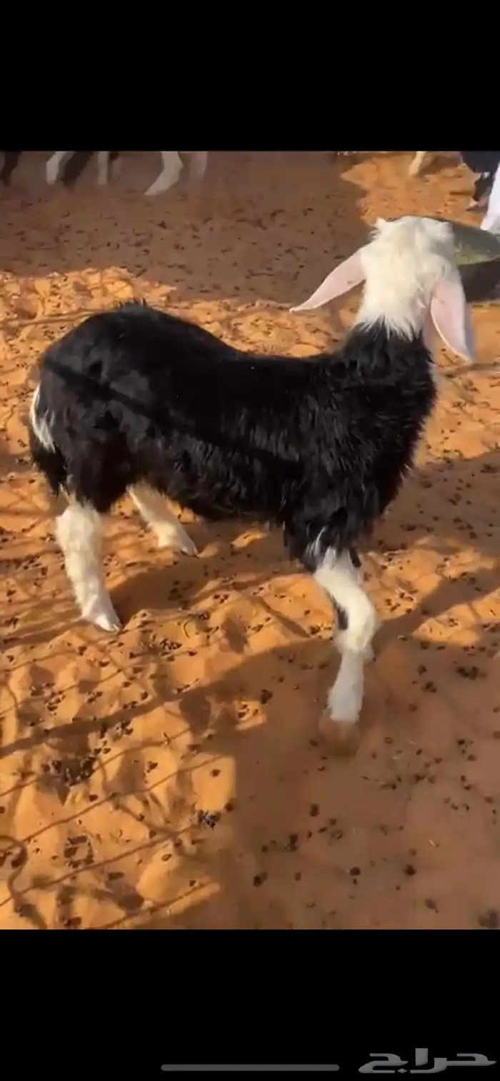 خروف 1