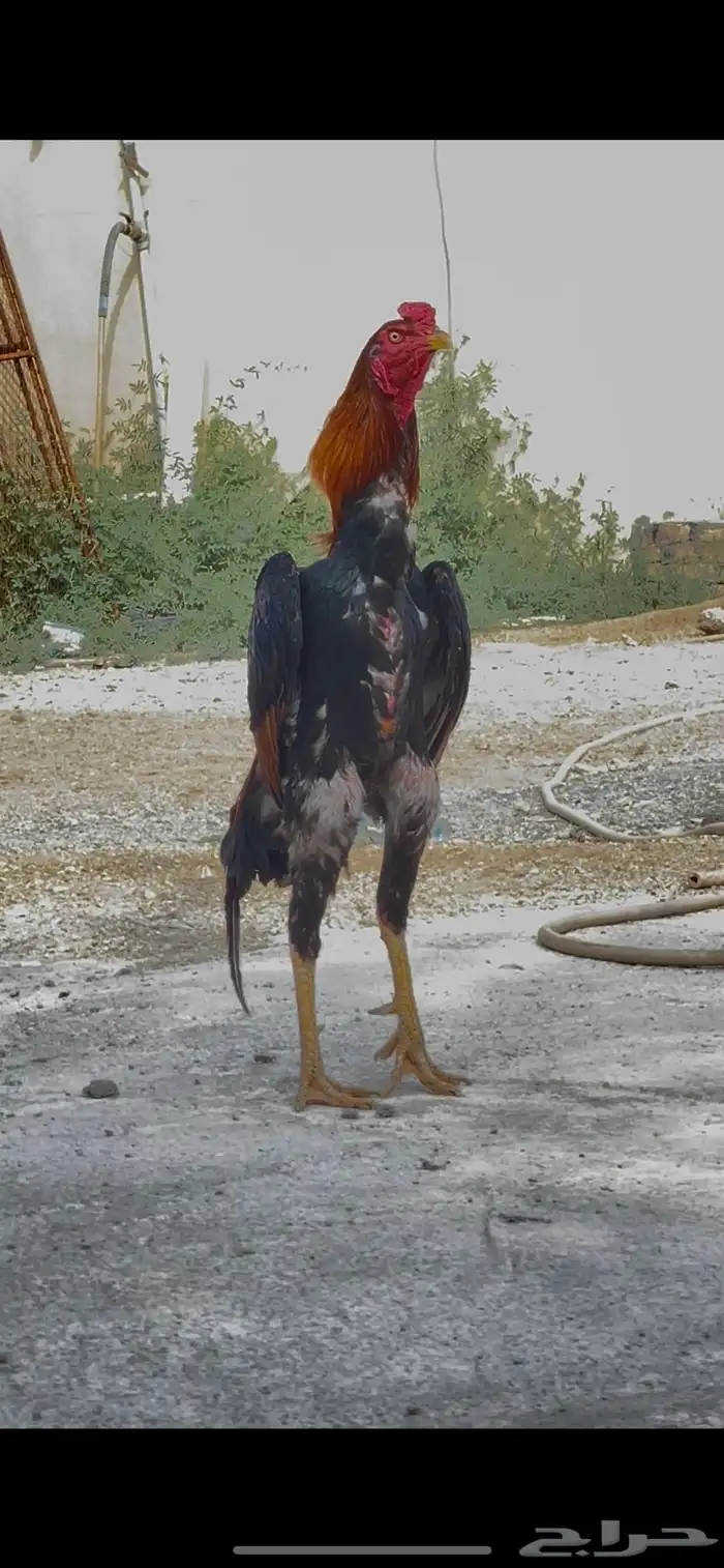ديك شامو 0