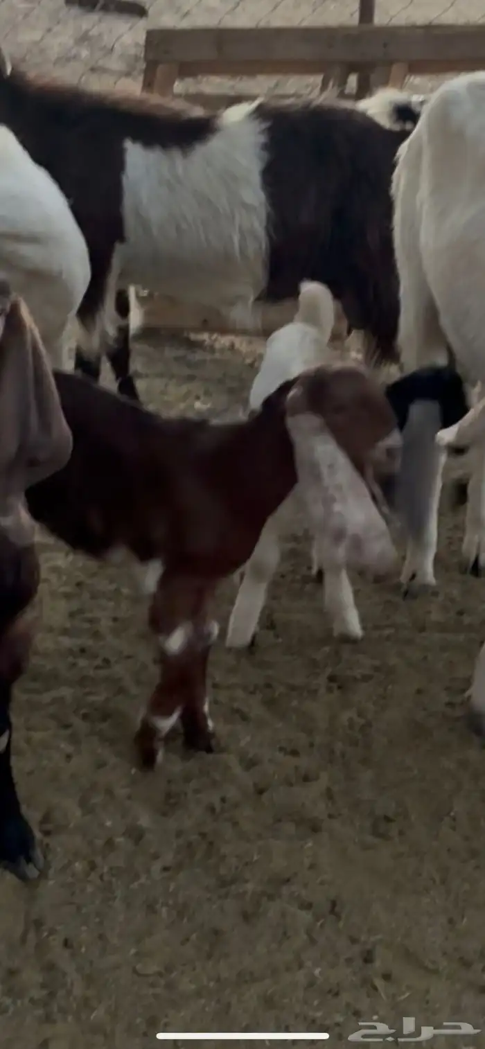 للبيع أربع من الماعز المطور 5