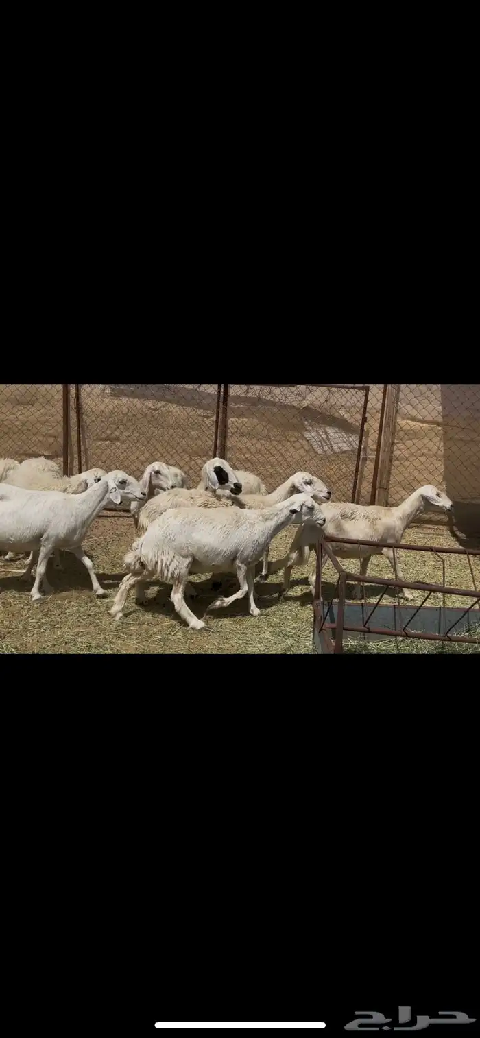 ضان دفيع حشيد 7