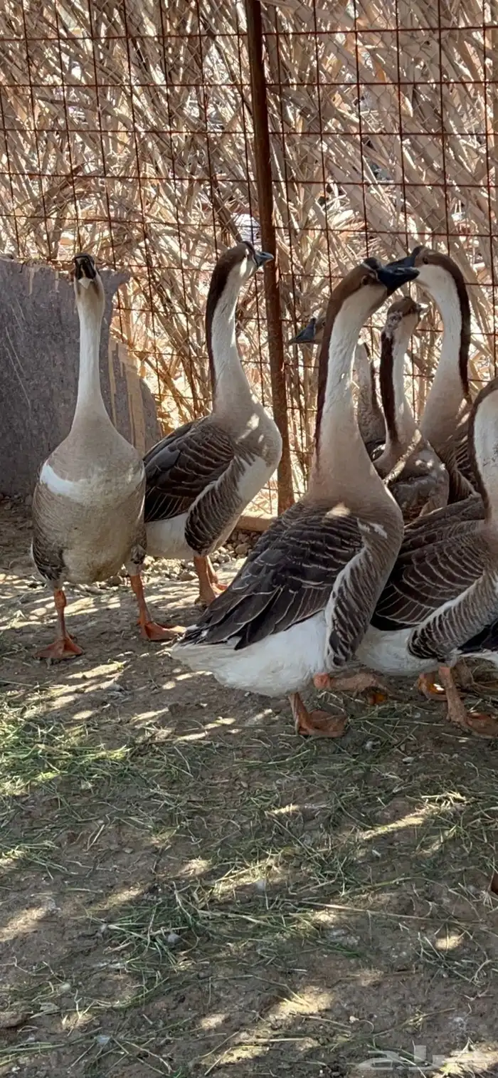 للبيع ذكور وز عراقي اصل 0