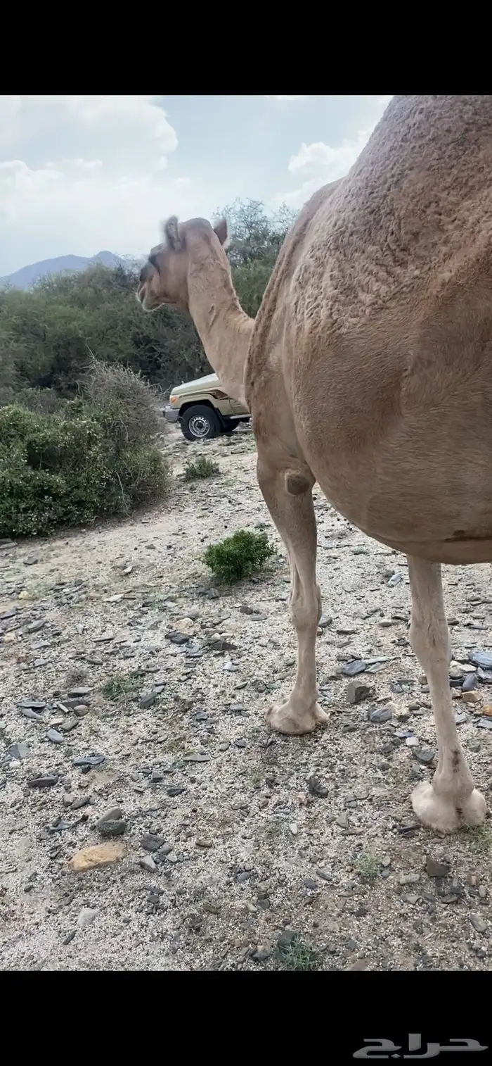ناقه حمرا لقحه كفو 5