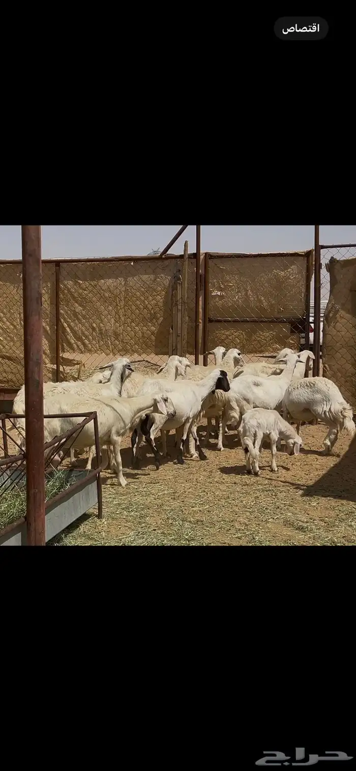 ضان دفيع حشيد 6
