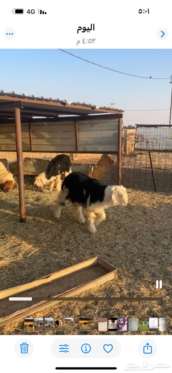 طليان للبيع 5