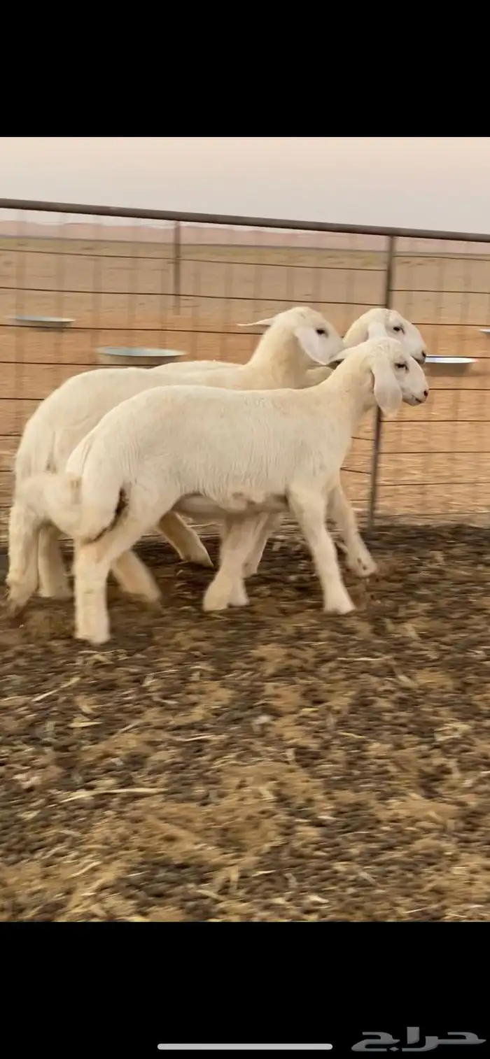 رخال حريه تم اللبيع 2